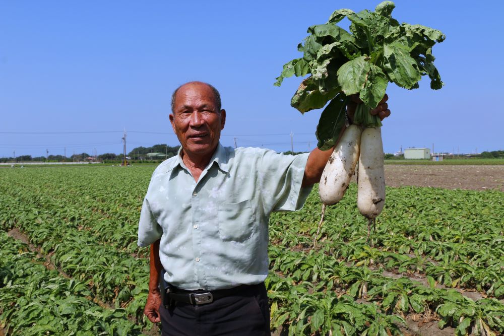 彰化二林白蘿蔔產業發展近50年，張鈴是首批尖兵。