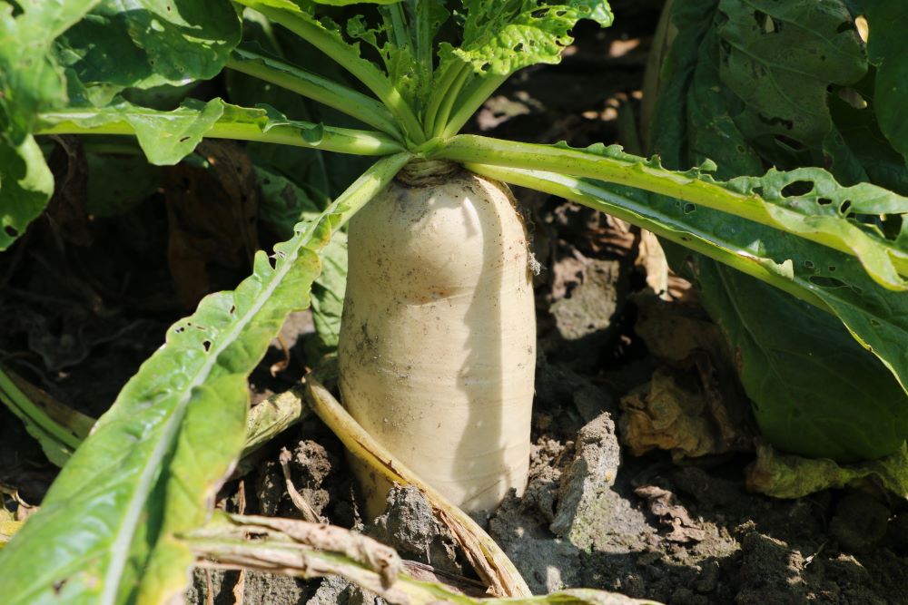 白蘿蔔潔白的肉質露出土面，便可採收。