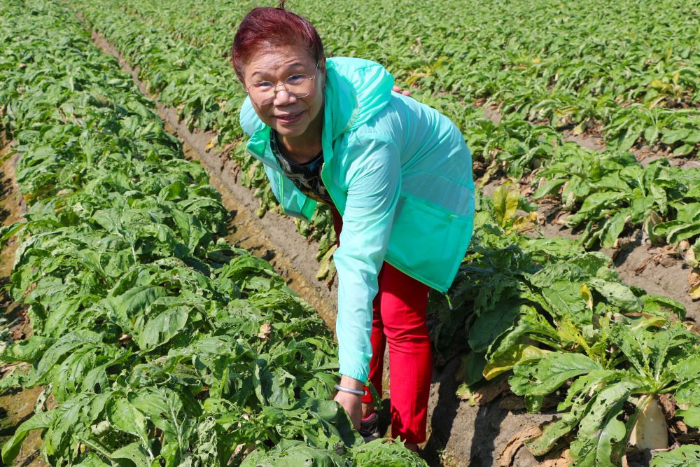 白蘿蔔農張鈴的太太包辦拔草工作，常常得弓著腰在田間逡巡。