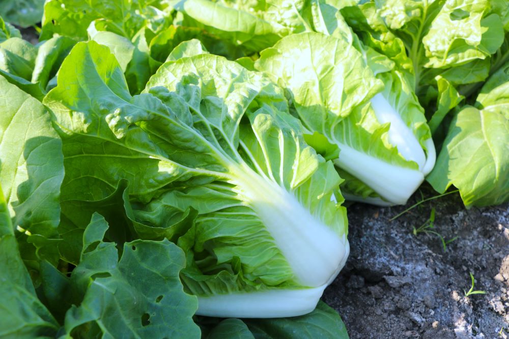 包心白菜雖是冬春作物，但埤頭一年四季都能生產。