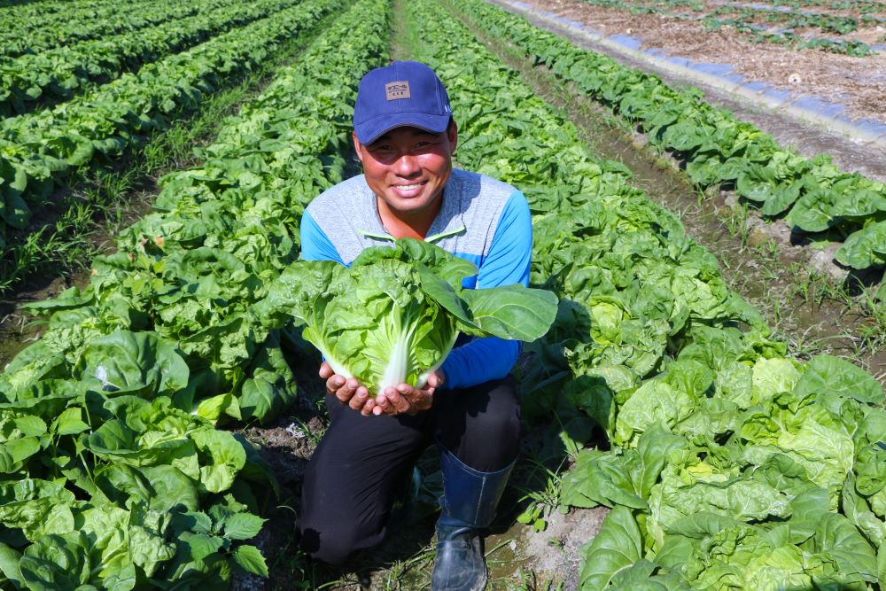 彰化埤頭農民許國昭用心栽培，讓包心白菜頭好壯壯。
