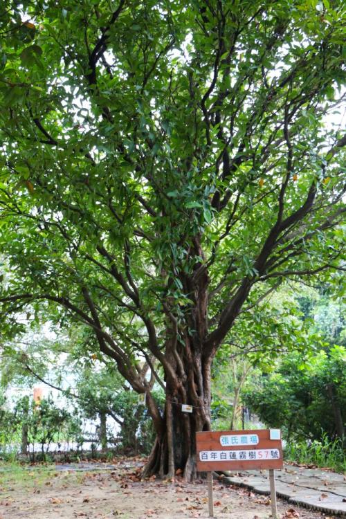 臺南新市張氏農場移植的「57號」白蓮霧樹已115歲。