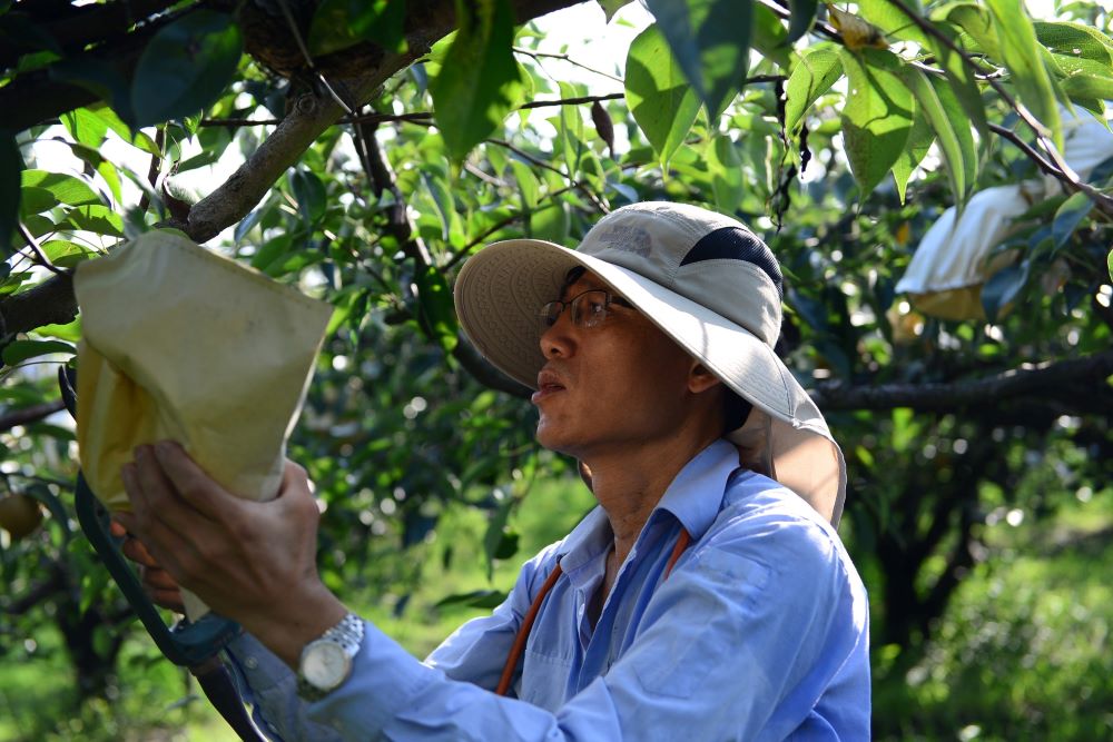宜蘭三星上將梨栽培難度也是「三星級」。(宜蘭三星地區農會提供)