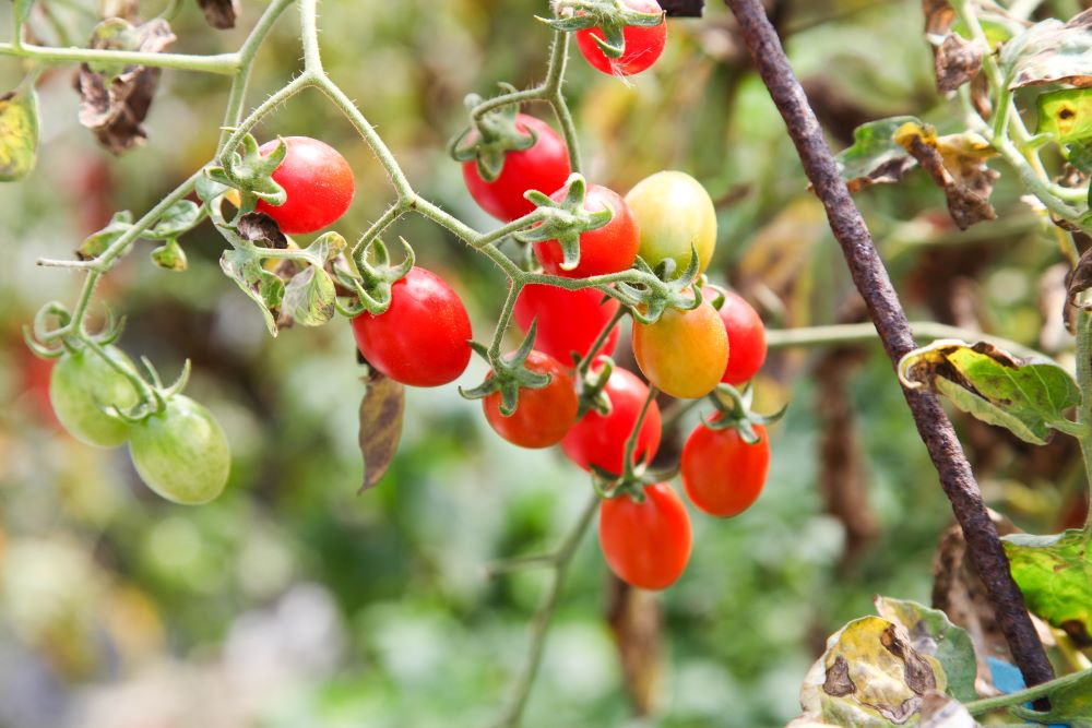 臺南鹽水高鹽分的土壤能種什麼呢？小番茄試種成果豐碩。