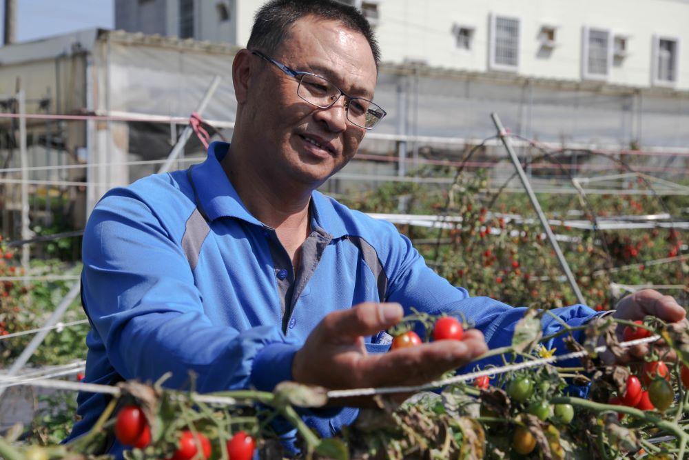 臺南鹽水農民吳合盛對自家栽培的小番茄很有自信。