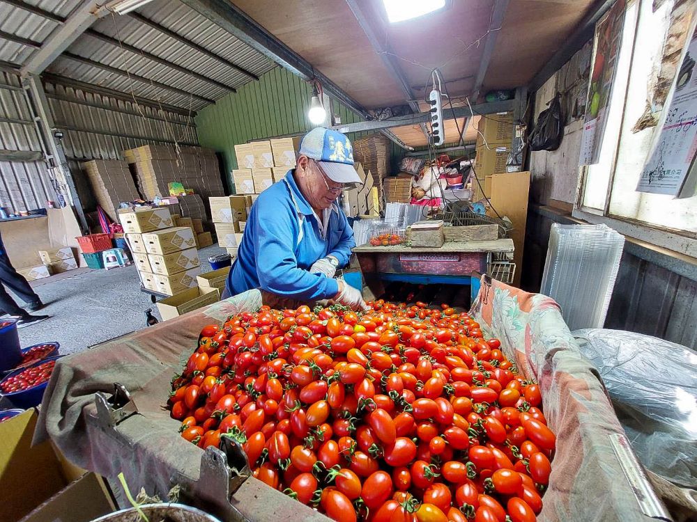小番茄採收後，需經過分級篩選才出貨。