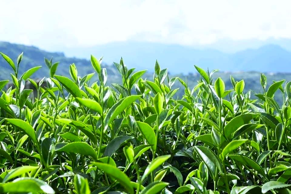 龍潭臺地地形多霧，紅土層地質富含水分及鐵質，生長環境不輸高山茶。(龍潭區農會提供)