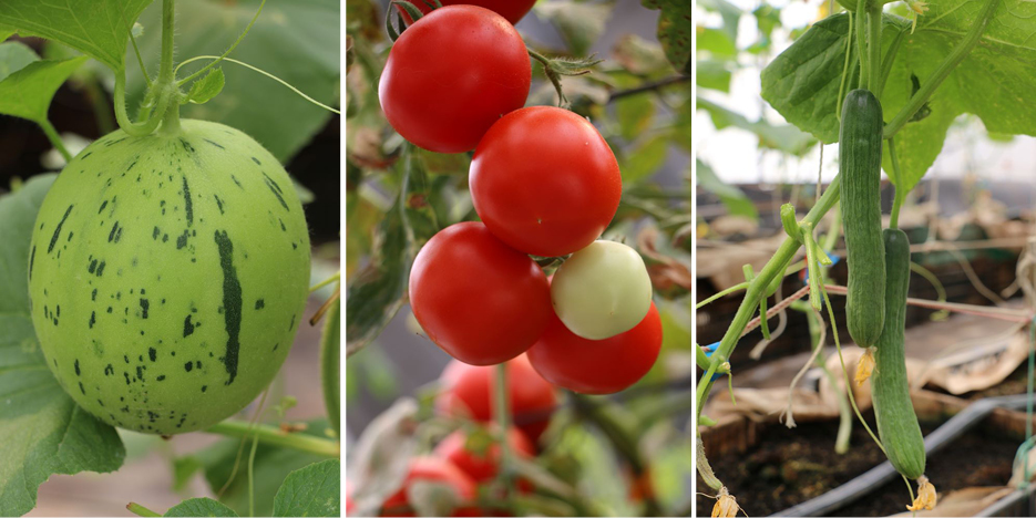 打造多座溫室種植番茄、小黃瓜、斑比甜瓜等蔬果。