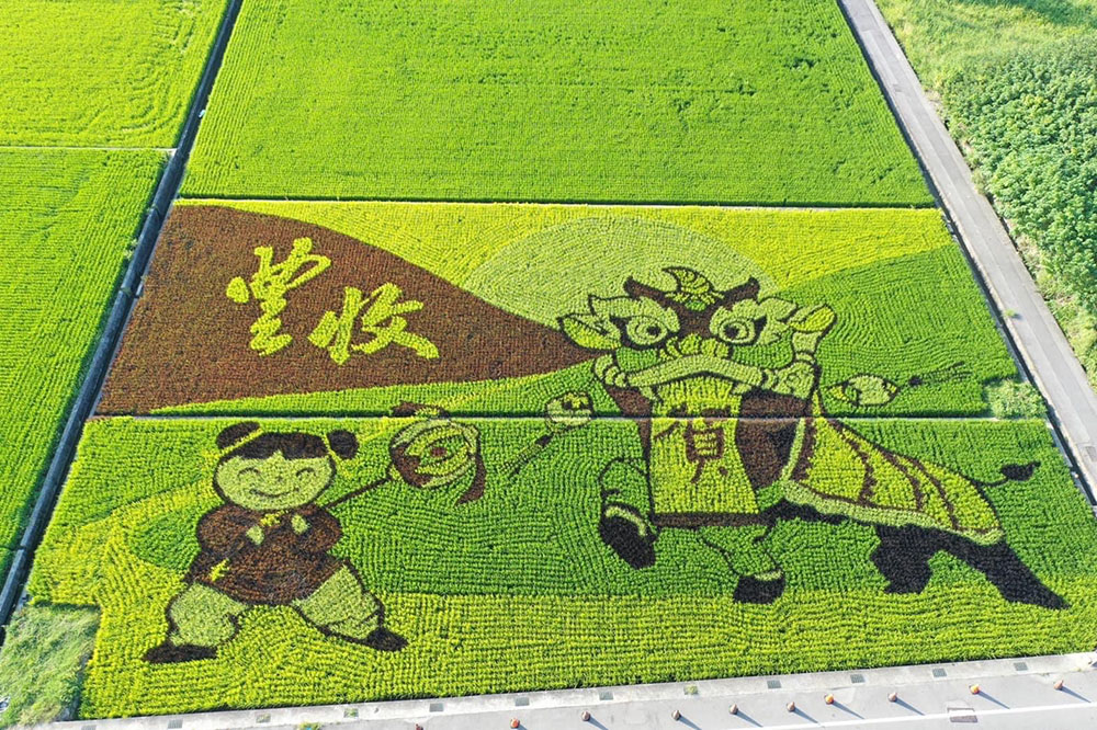 稻田彩繪為苑裡年度盛事。(苑裡農會提供)