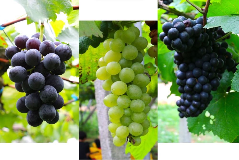台中后里所生產巨峰葡萄，以及釀酒用的金香葡萄與黑后葡萄(由左而右)